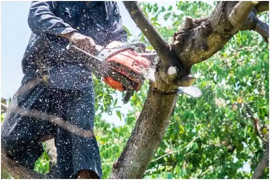 tree services Green Valley